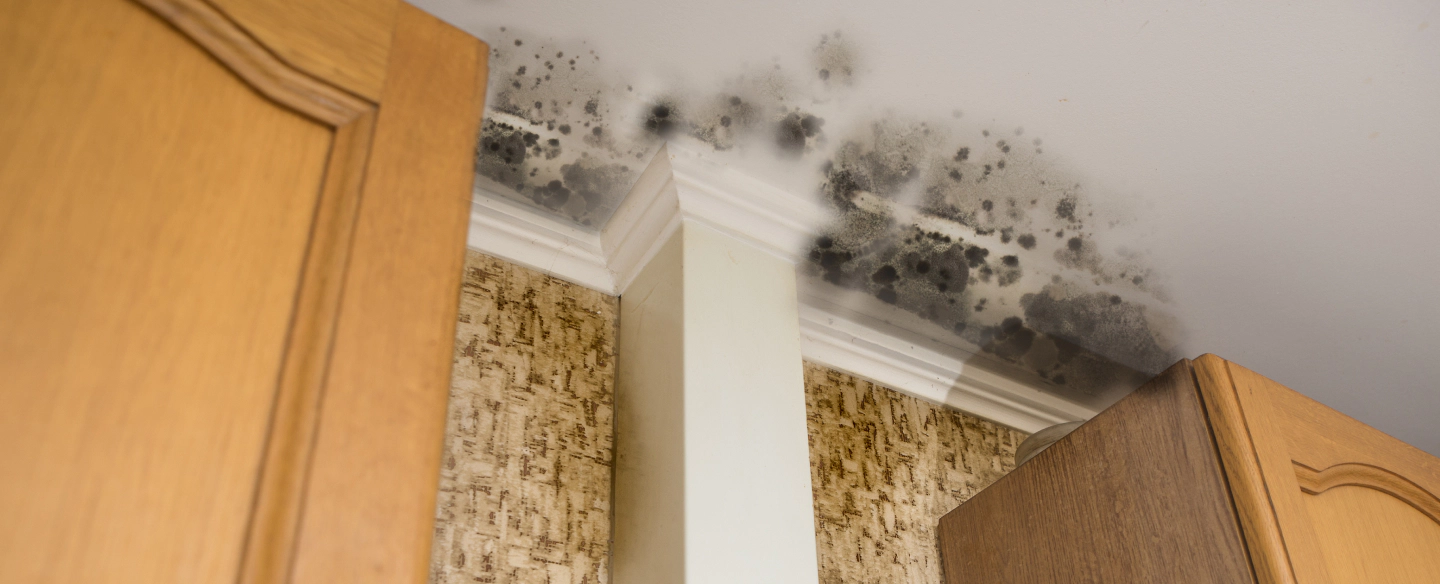 mold damage in a ceiling washington dc
