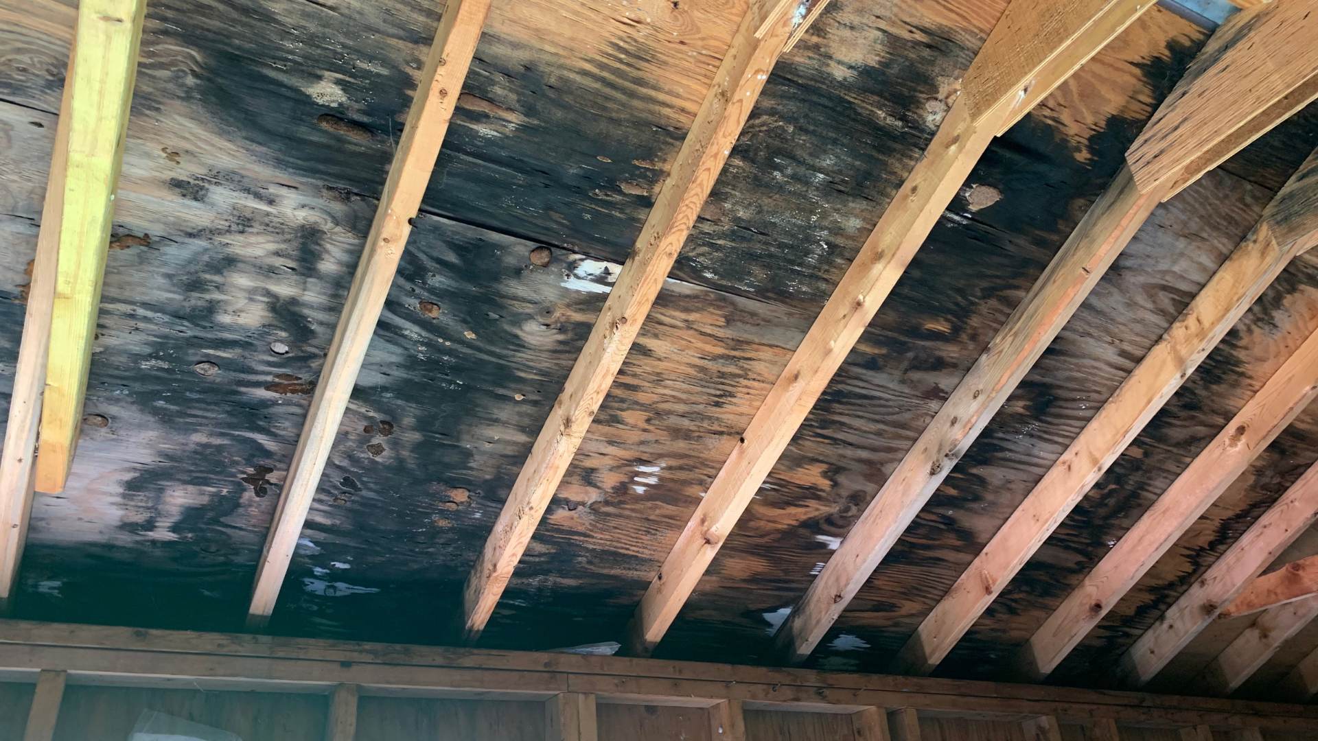wood roof with mold fairfax va